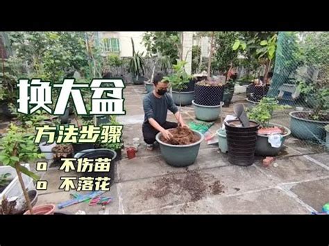 海葡萄風水|海葡萄樹風水攻略：釋放「火」元素，激發熱情與創意